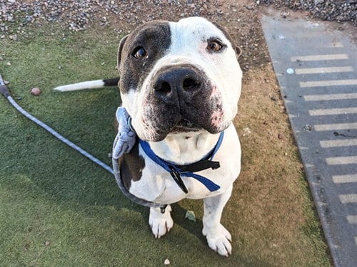 Photo of Xander, adoptable American Pit Bull Terrier in Phoenix, Arizona