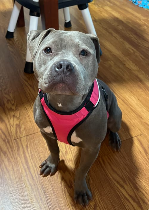 Photo of Jojo, adoptable Pit Bull Terrier in Ft. Thomas, Kentucky
