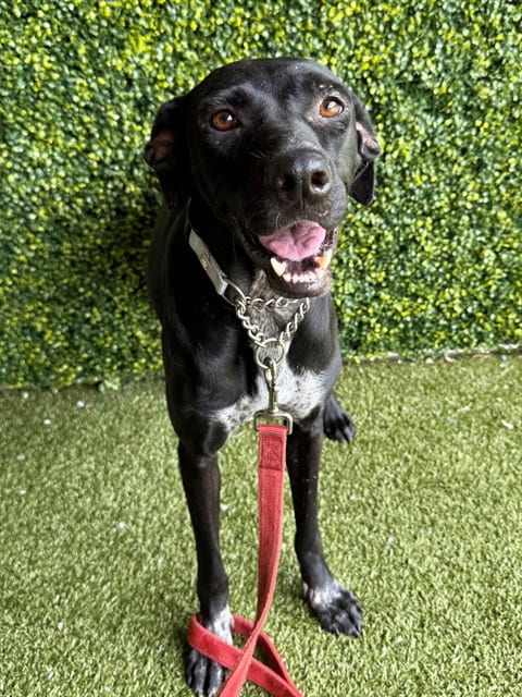 Photo of Smiley, adoptable Labrador Retriever in Naples, Florida