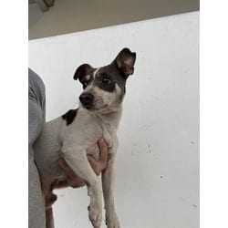 Photo of Liam, adoptable Rat Terrier in Doral, Florida