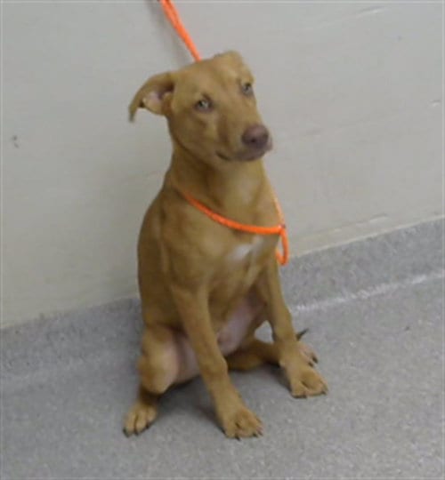Photo of Norbert, adoptable Labrador Retriever in Pasadena, Texas