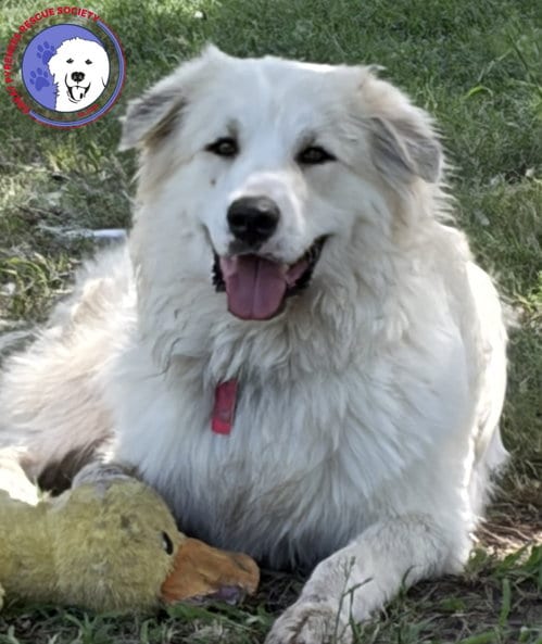 Photo of Ryker, adoptable Great Pyrenees in Spring, Texas