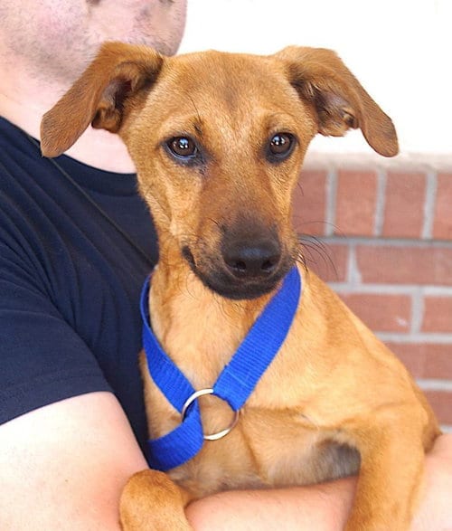 Photo of Erika, adoptable Labrador Retriever in Carrollton, Texas