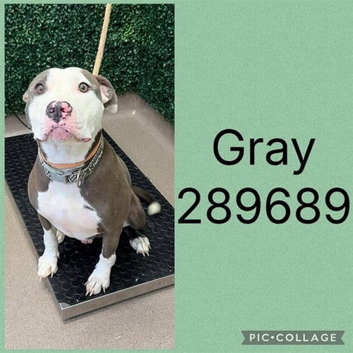 Photo of Gray, adoptable Pit Bull Terrier in Macon, Georgia