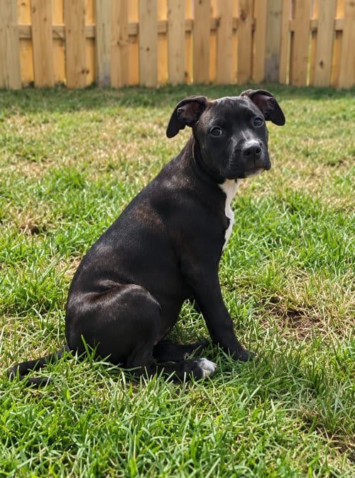 Photo of Lisa (Simpsons 3), adoptable Pit Bull Terrier in Wenonah, New Jersey