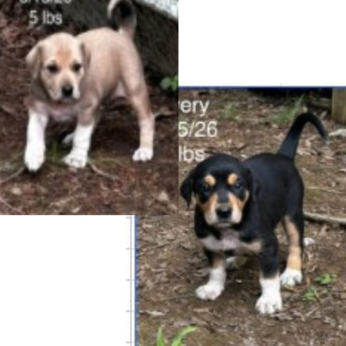 Photo of Elvira, adoptable Unknown breed in Rancho Santa Fe, California