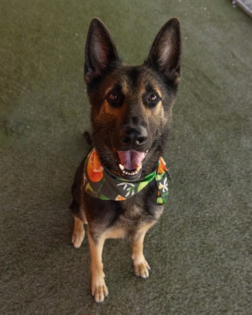 Photo of Ashley, adoptable German Shepherd Dog in Miami, Florida