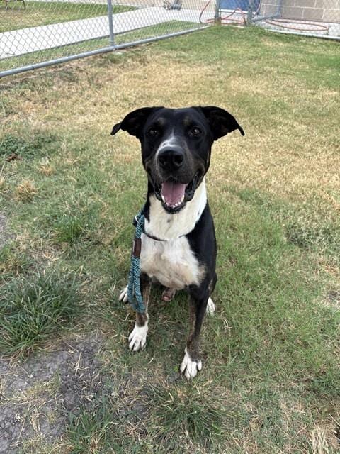 Photo of Texas, adoptable Bluetick Coonhound in Corpus Christi, Texas