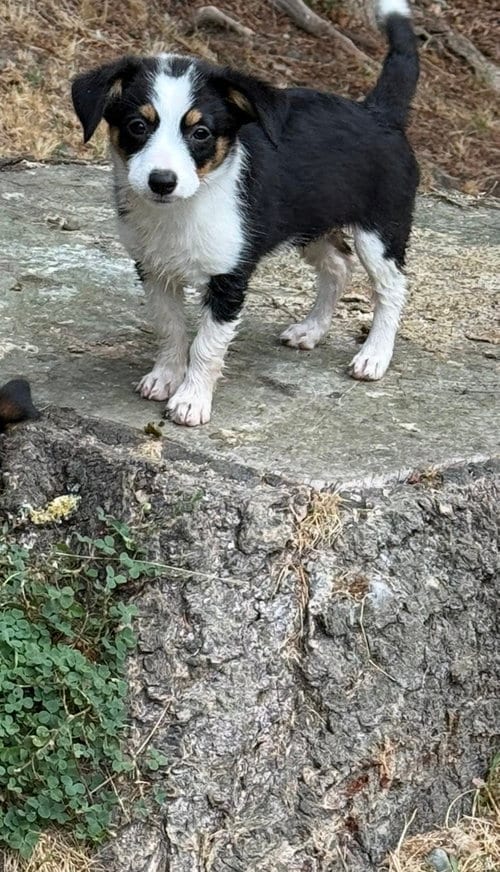 Photo of Iris, adoptable Terrier in Seattle, Washington