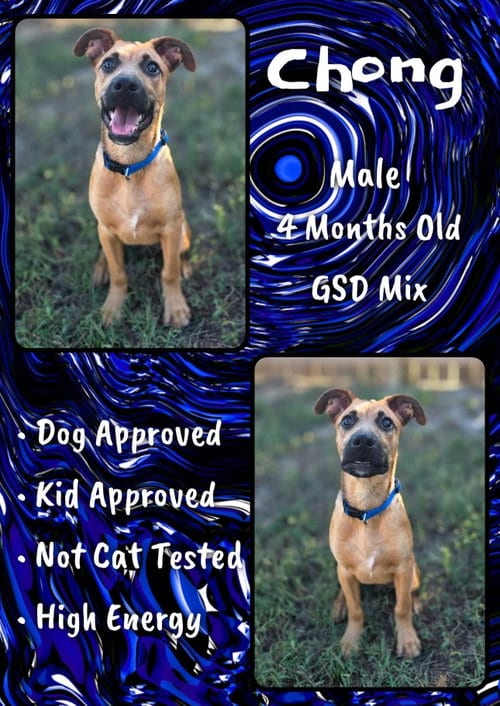 Photo of Chong, adoptable Shepherd in Jacksonville, North Carolina