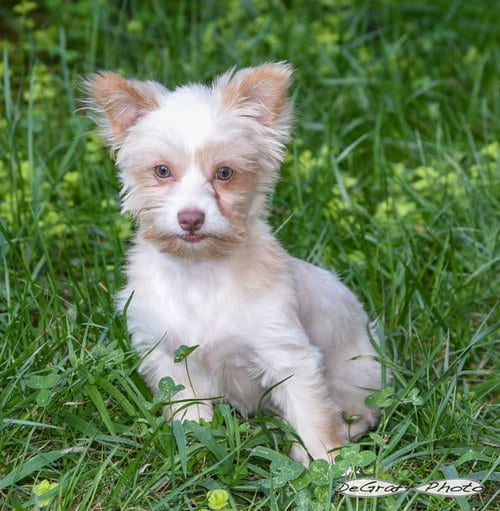 Photo of Figgy, adoptable Pomeranian in Pittsboro, North Carolina