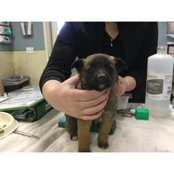 Photo of Mister, adoptable Belgian Malinois in Jurupa Valley, California