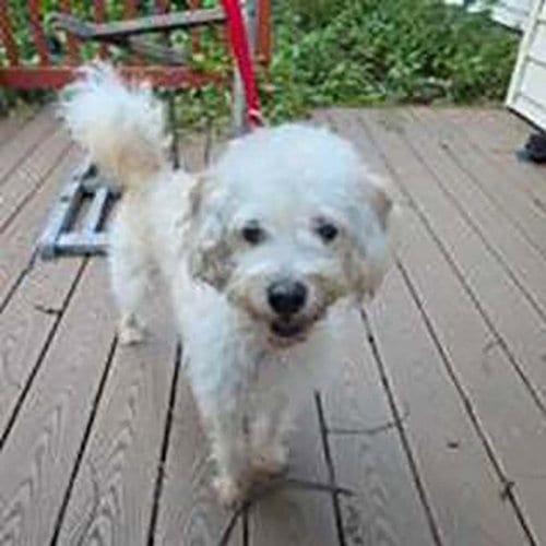 Photo of Riggs, adoptable Poodle (Miniature) in Chantilly, Virginia