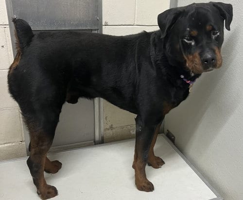 Photo of Creed, adoptable Rottweiler in Mobile, Alabama