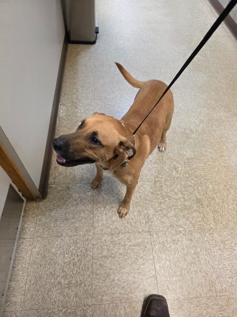 Photo of Chompers, adoptable Labrador Retriever in Nacogdoches, Texas