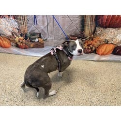 Photo of Amiri, adoptable American Bulldog in Doral, Florida