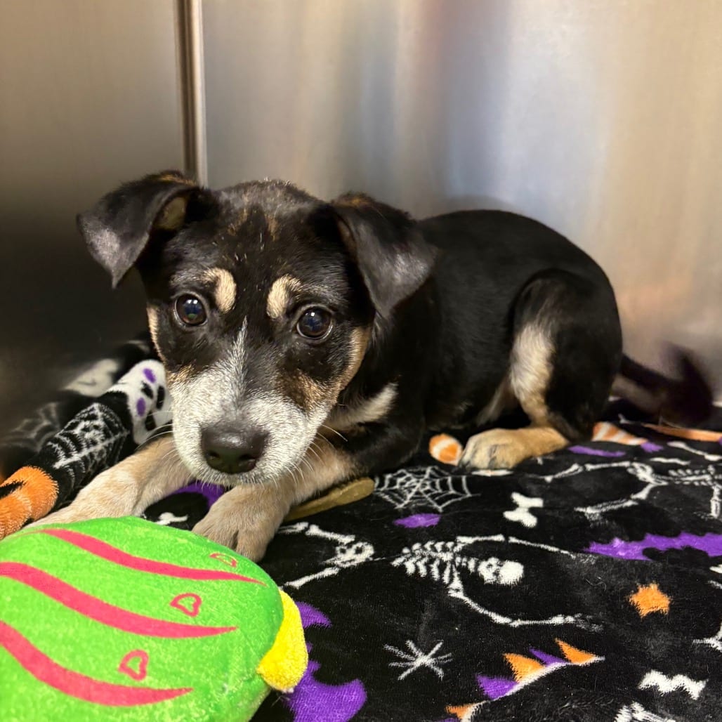 Photo of Tansy - 082201U, adoptable Feist / Mix in Tupelo, Mississippi
