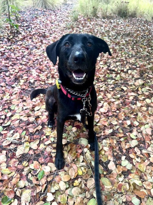 Photo of Dolly, adoptable Labrador Retriever in San Diego, California