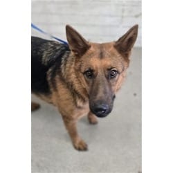 Photo of Rachel, adoptable German Shepherd Dog in San Bernardino, California