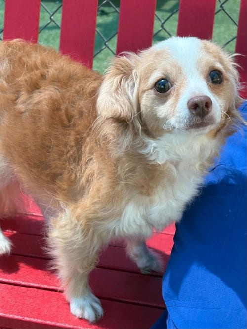 Photo of Peaches, adoptable Unknown breed in Holbrook, New York