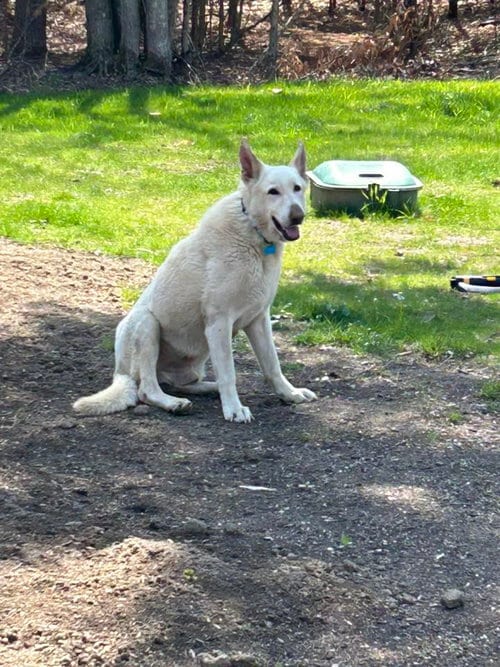 Photo of Knight, adoptable White German Shepherd in Hoffman Estates, Illinois