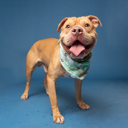 Photo of Croptop, adoptable dog in Atlanta, Georgia