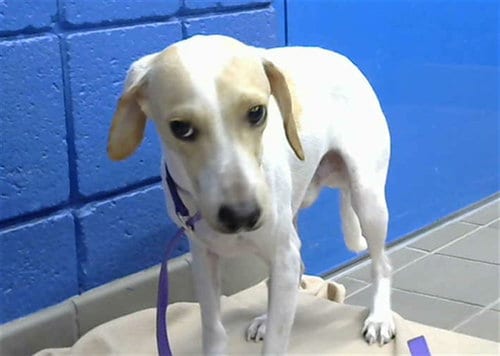 Photo of Freddy, adoptable Dachshund in Albuquerque, New Mexico