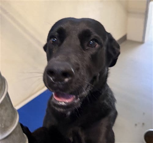 Photo of Zekrom, adoptable Labrador Retriever in Sanford, Florida