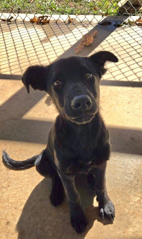 Photo of Mary Ann - At shelter available 10/18, adoptable Shepherd in Rustburg, Virginia