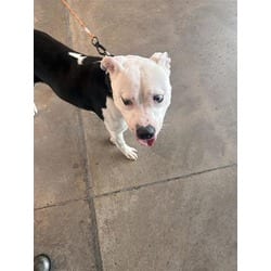 Photo of Captain Jack, adoptable Mixed Breed (Medium) in New Castle, Delaware