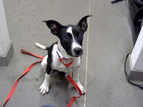 Photo of Bella, adoptable American Pit Bull Terrier in Mesa, Arizona