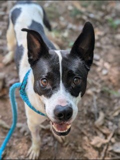 Photo of Athena, adoptable Labrador Retriever in Clyde, North Carolina