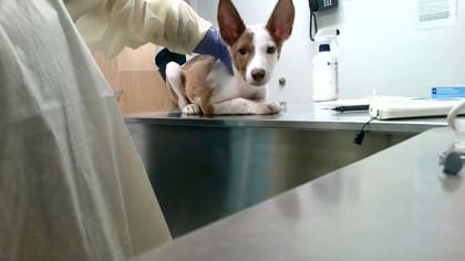 Photo of Bunny, adoptable dog in Farmington, New Mexico