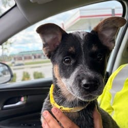 Photo of Pepper, adoptable Australian Cattle Dog Mixed Breed (Medium) in Overland Park, Kansas