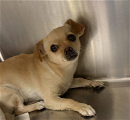 Photo of Lina, adoptable Chihuahua in Van Nuys, California