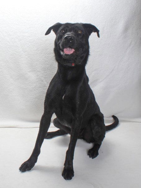 Photo of Petunia, adoptable Labrador Retriever in Burbank, California