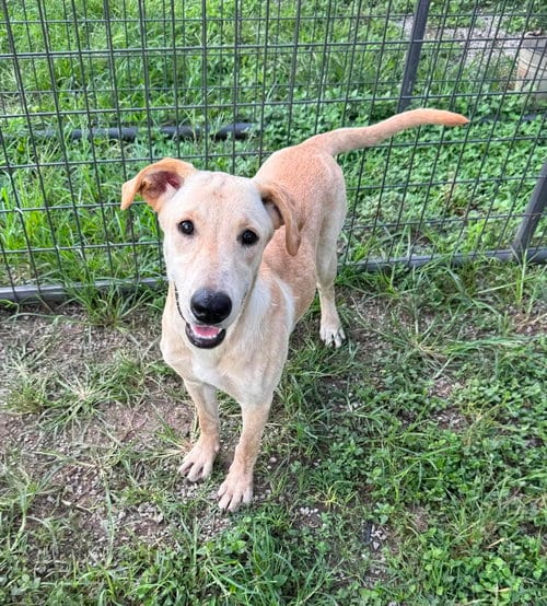 Photo of Paula, adoptable Terrier in Abbeville, Louisiana
