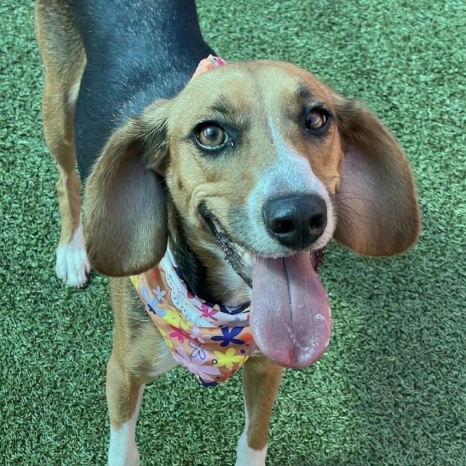 Photo of Rumi, adoptable Beagle / Foxhound, American in Jacksonville, North Carolina
