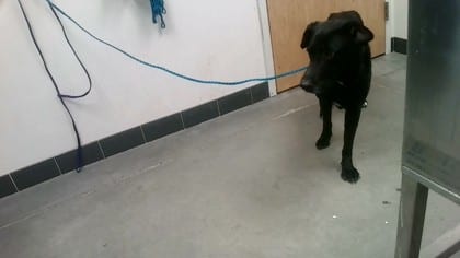 Photo of Dahlia, adoptable dog in Farmington, New Mexico