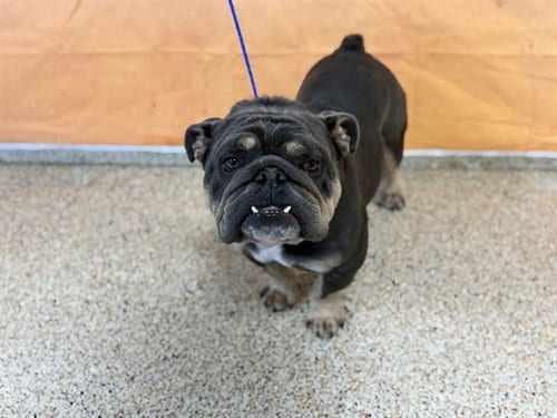 Photo of Ron, adoptable English Bulldog in Miami, Florida