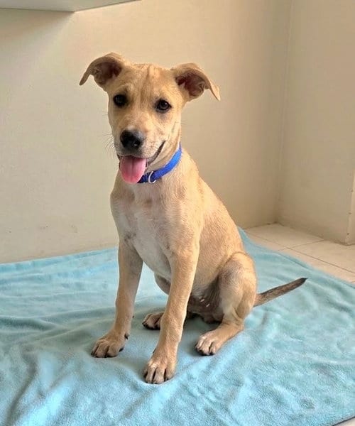 Photo of Tanner, adoptable Labrador Retriever in Sanford, Florida