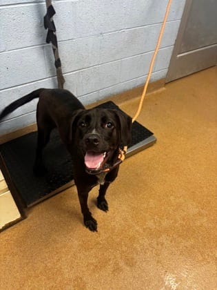Photo of Peppermint, adoptable dog in Chamblee, Georgia