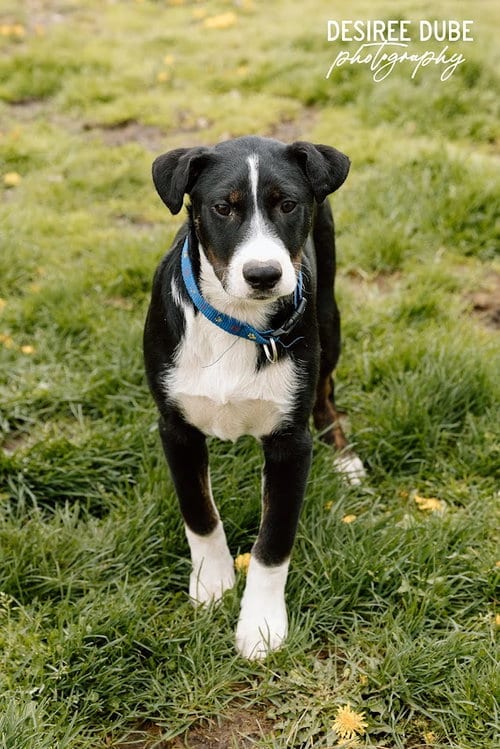 Photo of Joey Puppy, adoptable Black Labrador Retriever in Cuyahoga Falls, Ohio