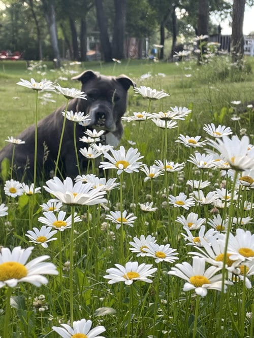 Photo of Nina, adoptable Pit Bull Terrier in Detroit Lakes, Minnesota