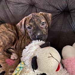 Photo of French Pea, adoptable Plott Hound American Staffordshire Terrier in St. Clair Shores, Michigan