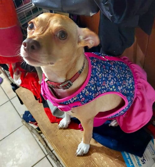 Photo of Gypsy, adoptable Manchester Terrier in Westmont, Illinois