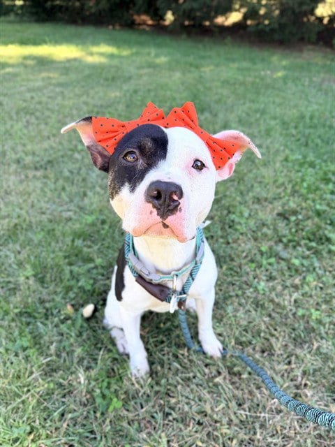 Photo of Amber, adoptable Pit Bull Terrier in Forestville, Maryland