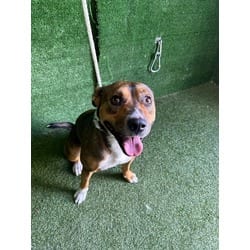 Photo of A5805462, adoptable American Staffordshire Terrier in Lancaster, California