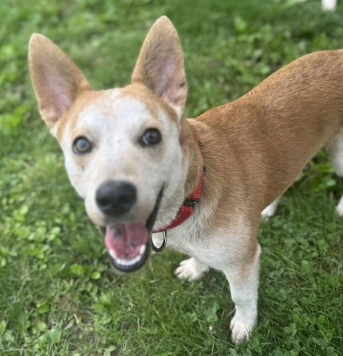 Photo of Charlie, adoptable Corgi in Florence, Kentucky