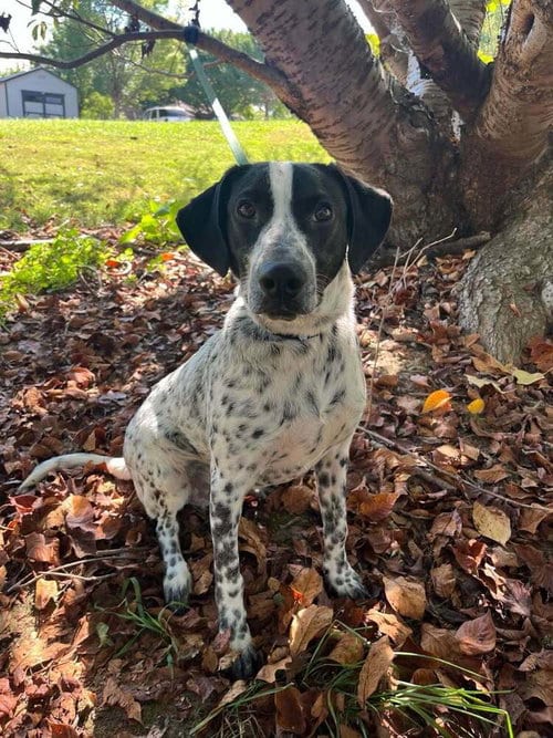 Photo of Axel, adoptable Terrier in Candler, North Carolina